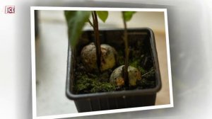 ДОМАШНЕЕ АВОКАДО - ИНСТРУКЦИЯ ПО ВЫРАЩИВАНИЮ АВОКАДО ИЗ КОСТОЧКИ (авокадо в домашних условиях)