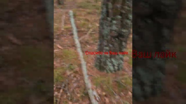 Огромная серая рядовка - подзелёнка. смотреть онлайн