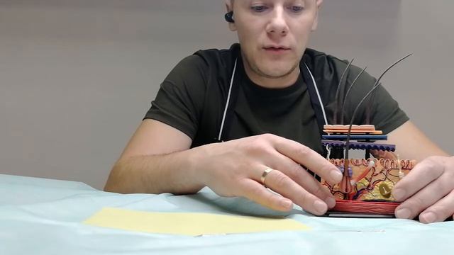 Обучение татуажу.Урок 2 Дерма, корочки, сукровица смотреть онлайн