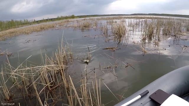 Самоизолировался на тайном озере. Огромные караси на поплавок . Отчет 01.05.2020г. смотреть онлайн