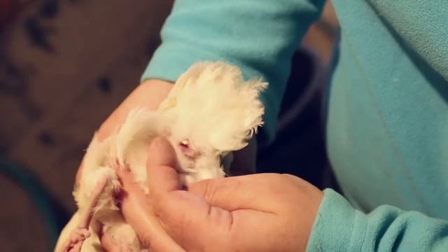 Определение пола у перепелов смотреть онлайн