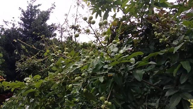 Red longan and victoria regia special tree in Vietnam смотреть онлайн