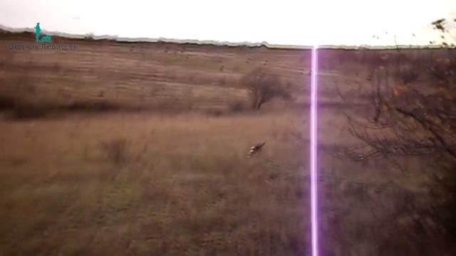 Голоса гончих! смотреть онлайн