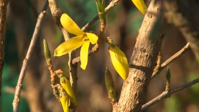 Репортаж КХ "Травник" (Весна 02.05.2012) смотреть онлайн