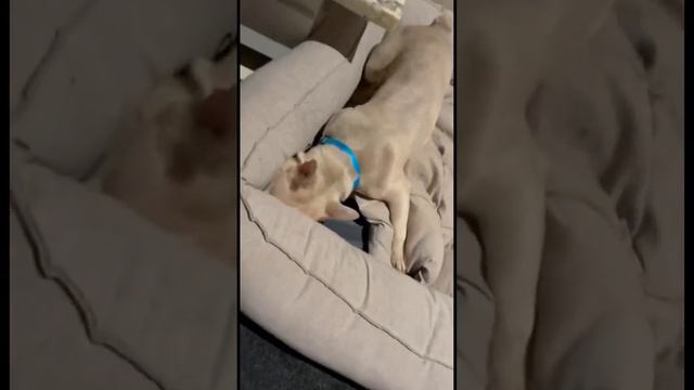 Конфисковал спальное место😂 #собаки #французскийбульдог #щенок #frenchbulldog #puppy смотреть онлайн