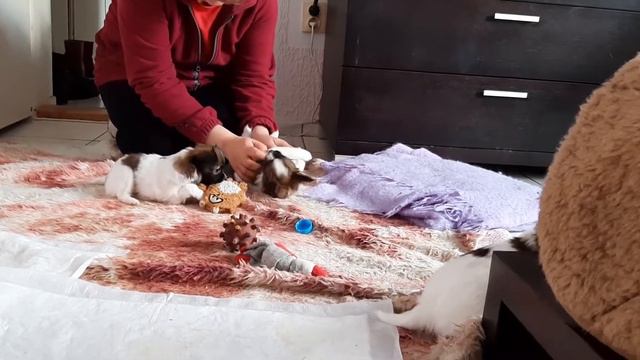 Щенки папийона. Дневник наблюдений роста и развития. 14.01.2021. смотреть онлайн