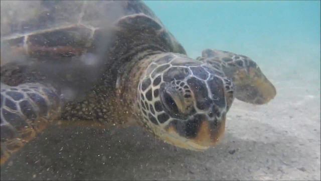 Green Sea Turtles in Oahu, Hawaii смотреть онлайн