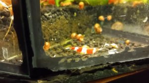 Креветка Красный и чёрный кристалл | Caridina cf. cantonensis | Crystal  Shrimp