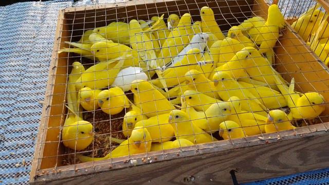 28.07.19. Птичий рынок г.Кропоткин ч1. Bird market g.Kropotkin ch1. смотреть онлайн