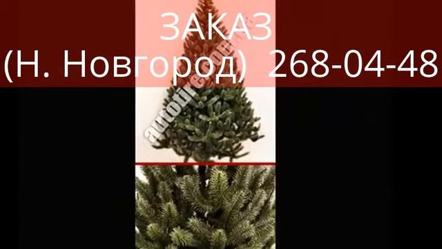 в Нижнем Новгороде ЗАКАЗАТЬ елку! смотреть онлайн