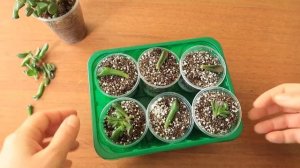 Размножение суккулентов черенками. Быстро и надёжно. На примере Крассула (толстянка) денежное дерев