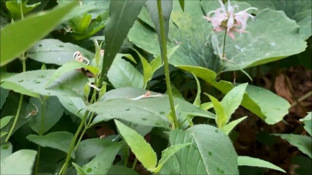 BRADBURY'S MONARDA смотреть онлайн