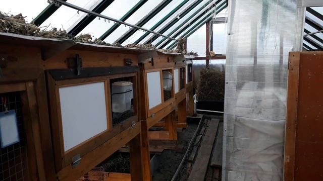 КРОЛИКИ В ТЕПЛИЦЕ. ЗИМНЕЕ СОДЕРЖАНИЕ. Кролики, содержание и уход. смотреть онлайн