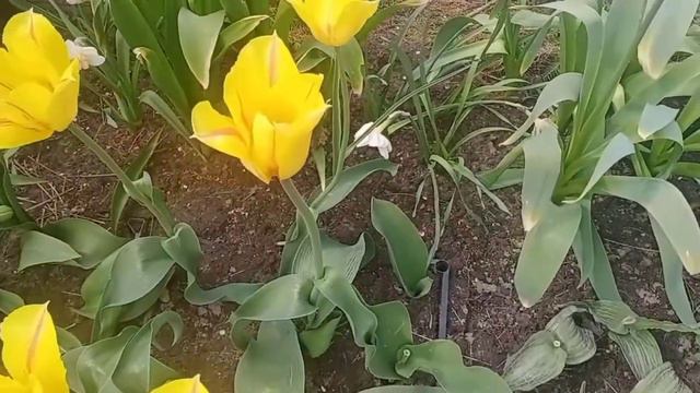 Тюльпаны не в теплице смотреть онлайн