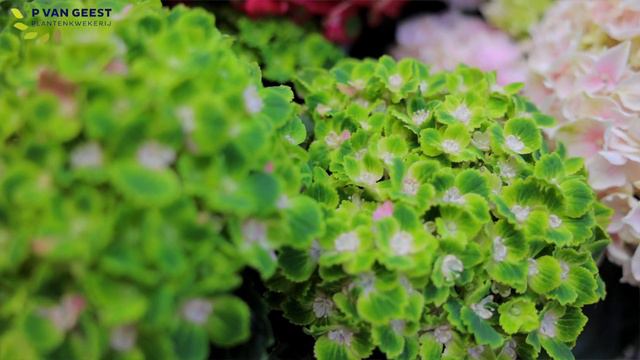 Plkw P Van Geest Rembrandt Hortensia