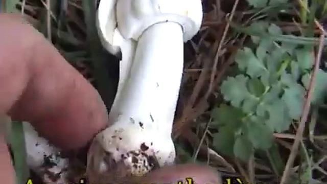 Agaricus xanthodermus смотреть онлайн