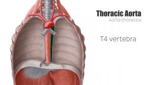 Грудная аорта (предпросмотр) - Анатомия человека | Kenhub