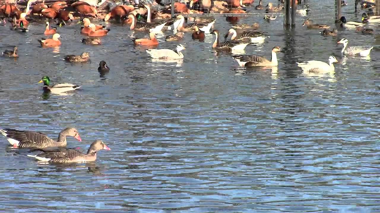 Waterfowl In The Moscow Zoo / Водоплавающие Птицы в Московском Зоопарке
