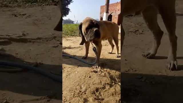 BULLMASTIFF DOG IN PUNJAB смотреть онлайн