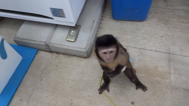 Забавный капуцин смотреть онлайн