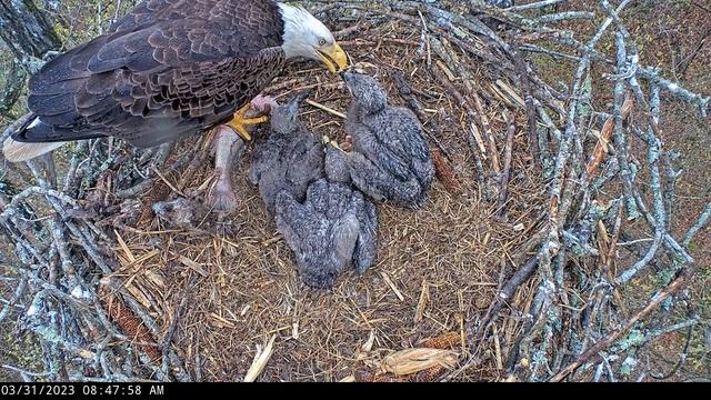 Dale Hollow Eagle Camera 31.03.2023 08:23 смотреть онлайн