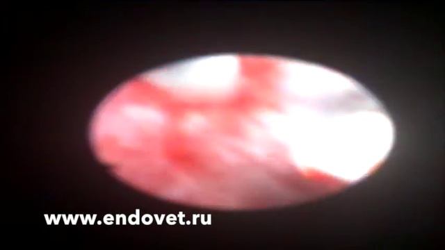 Stenting of ureter, dog , urolithiasis смотреть онлайн