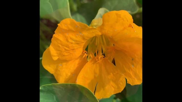 Настурция из семян в открытый грунт. Советую к посадке???. #Shorts смотреть онлайн