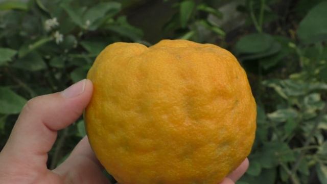 Мандарин "Королевский" \ C. deliciosa "Geleking" \ Citrus nobilis "Geleking" \ "Yellow King" смотреть онлайн