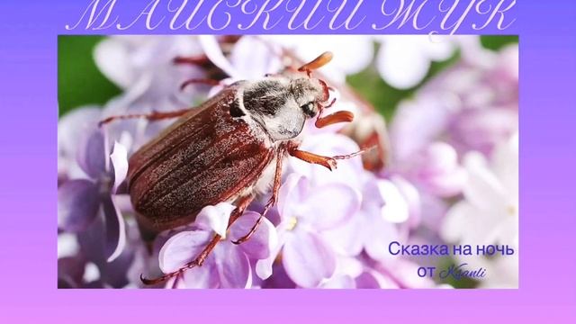 Сказка на ночь от Ksanli (60)... МАЙСКИЙ ЖУК смотреть онлайн