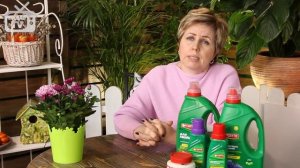 Актинидия ✅ Выращивание и уход за растением * Советы дачникам