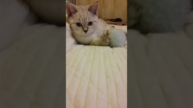 Шотландский котенок редкого окраса смотреть онлайн