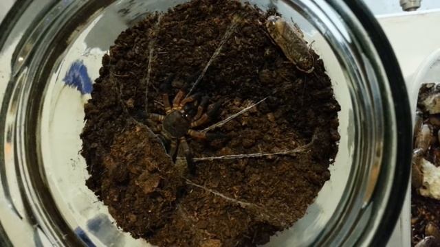 Liphistius ornatus feeding смотреть онлайн
