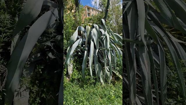 L' AGAVE e l'alberto della morte смотреть онлайн