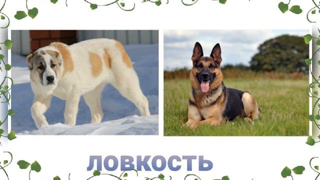 кто сильнее алабай или немецкая овчарка смотреть онлайн