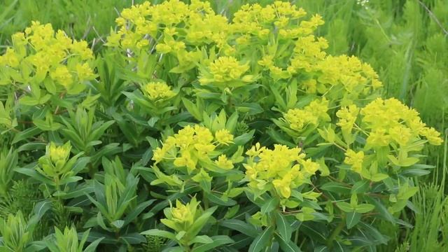 Молочай острый Euphorbia esula смотреть онлайн