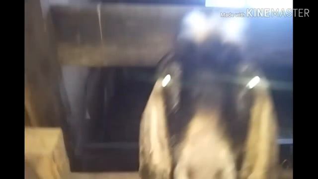 В гостях у подруги и козлят Беляны. А ехали за новыми жителями.??? смотреть онлайн