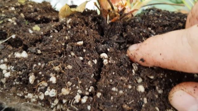 ТОП ГРЯДКИ ДЛЯ КЛУБНИКИ // КОРНЕВАЯ СИСТЕМА СПУСТЯ 4 МЕСЯЦА смотреть онлайн