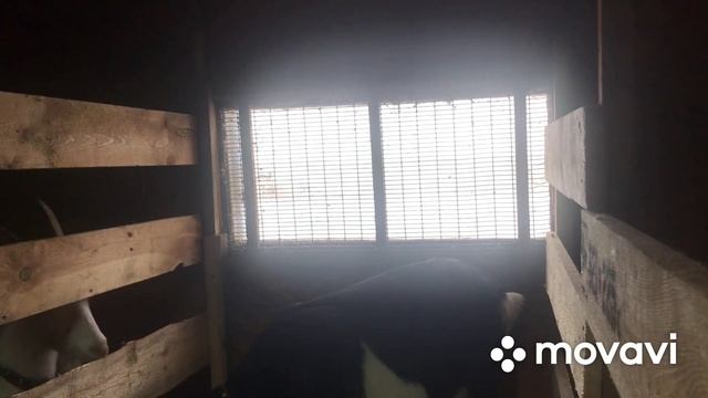 Мы опять перестроили козовник. смотреть онлайн