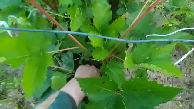 Ежевика, Натчез, Лох Тей, Прайм Арк Фридом, Блек Меджик. смотреть онлайн