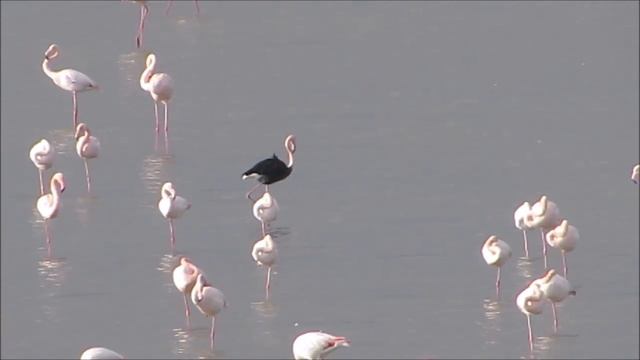 Rare black flamingo has returned to the Larnaka Salt Lake with other 8.000 -19/12/2020 Cyprus. смотреть онлайн