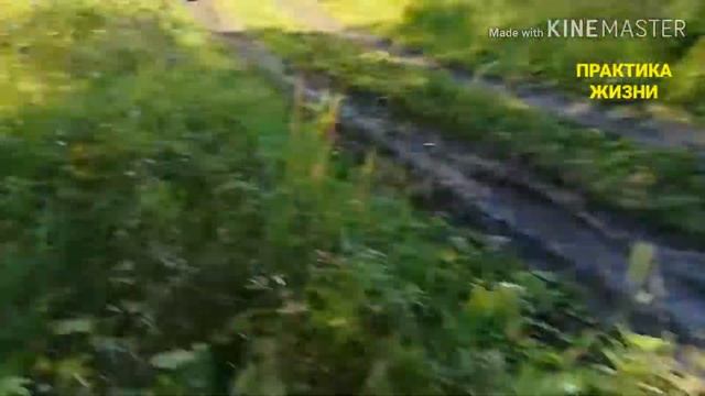 ЗА ГРИБАМИ НА МОТОБЛОКЕ смотреть онлайн