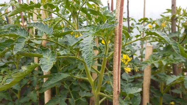 КАК ПАСЫНКОВАТЬ ПОМИДОРЫ. КОГДА, и ДЛЯ ЧЕГО. ОБРЫВАЕМ НИЖНИЕ ЛИСТЬЯ ПРАВИЛЬНО смотреть онлайн