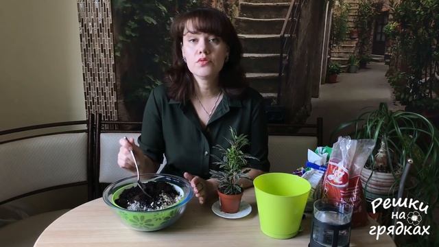 ШЕФЛЕРА Пересадка Грунт Полив Уход | Если вы купили шефлеру в магазине