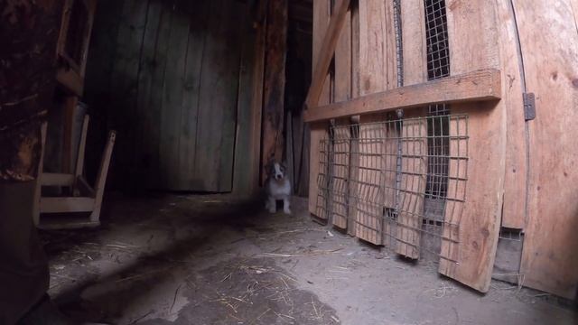 Щенки ЛАЙКИ которым 1 месяц / От рабочих родителей смотреть онлайн