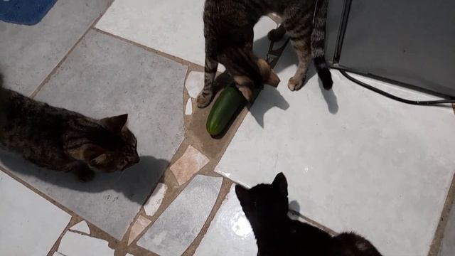 Cats vs cucumber compilations (Hilarious) смотреть онлайн