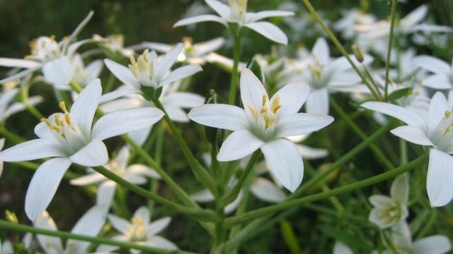 河原に小百合？！Little lilies in the river field? !! 大甘菜（ おおあまな）Ornithogalum umbellatum 季節の花　日本花図鑑　J f смотреть онлайн