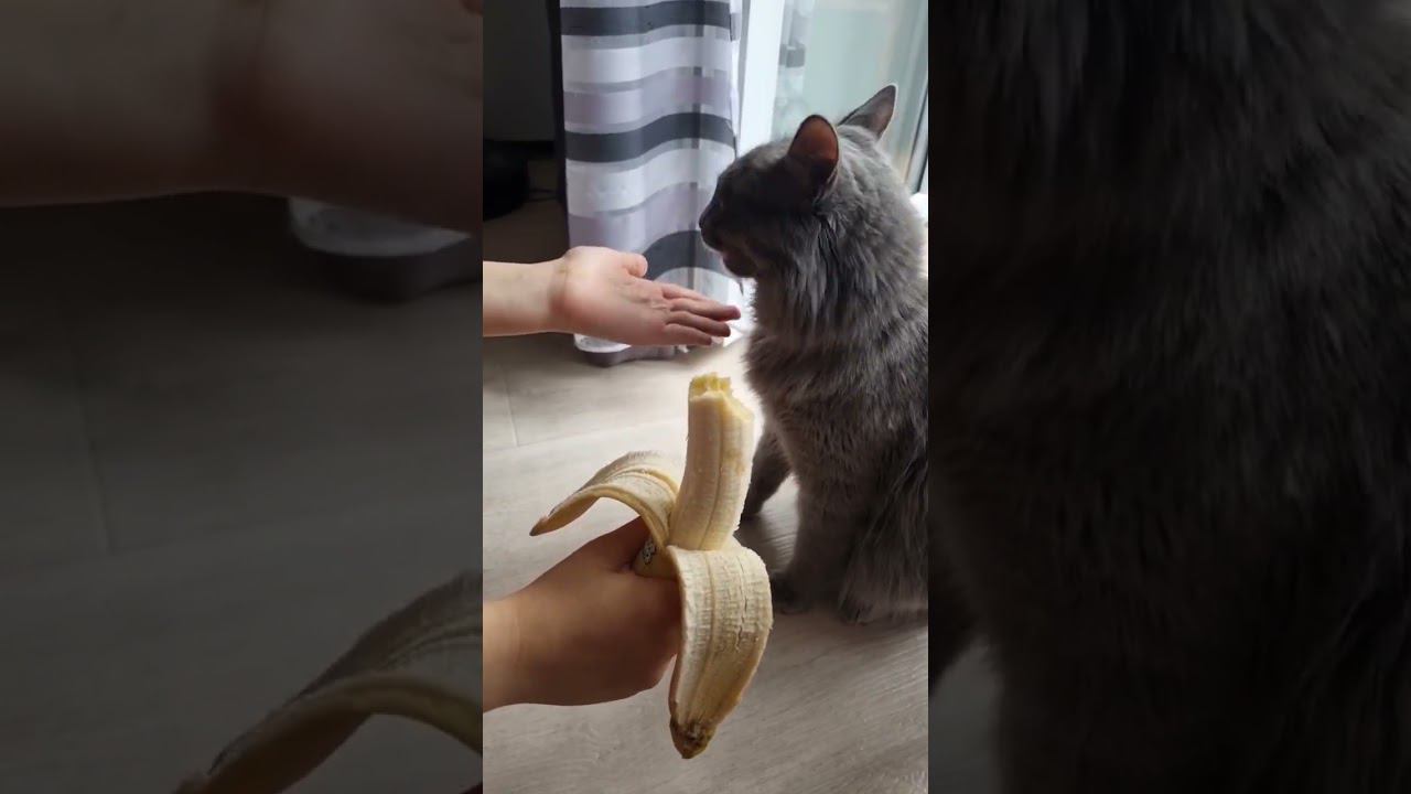 Кот кушает банан#shorts смотреть онлайн