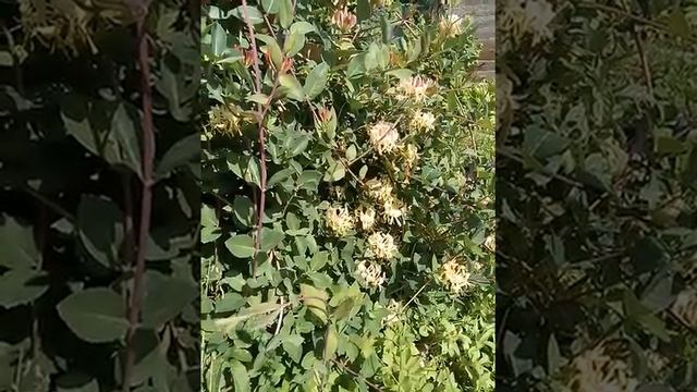 Жимолость розовая смотреть онлайн