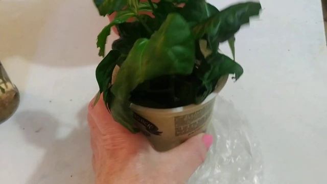 Гибискус после обрезки./Hibiscus pruning смотреть онлайн