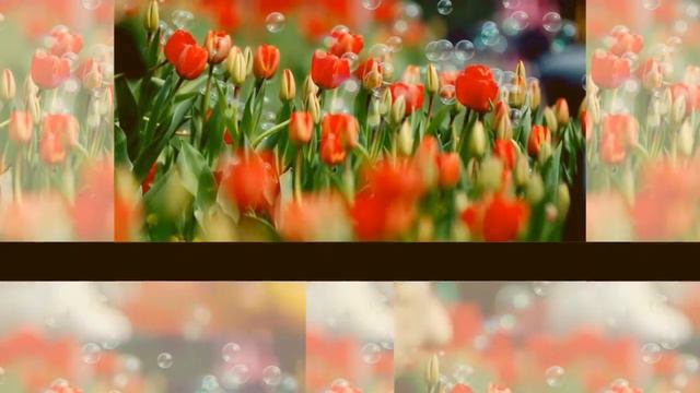 Поздравляю смотреть онлайн